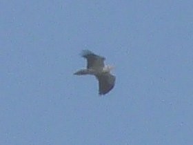 Testimonial photo of an adult Egyptian Vulture  - Neophron percnopterus © John Muddeman